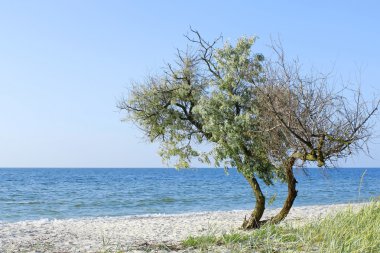 Lonely tree on the seashore clipart