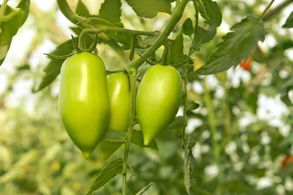 Zielone pomidory w szklarni — Zdjęcie stockowe