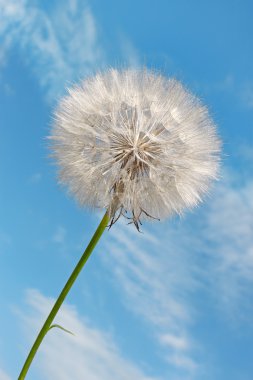 Dandelion against blue sky clipart