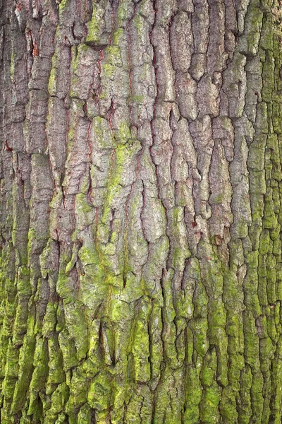 Bark covered with moss — Stock Photo, Image
