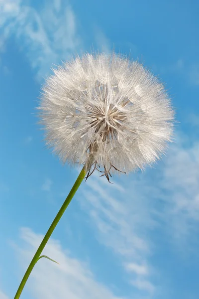 Dandelion against blue sky — Stock Photo, Image