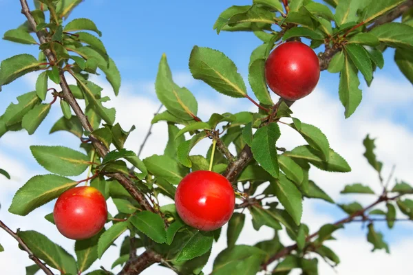Red plum fruits — Stock Photo, Image