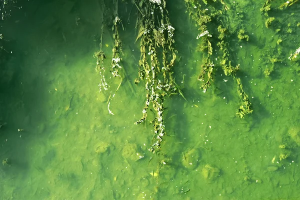 Fondo del río —  Fotos de Stock