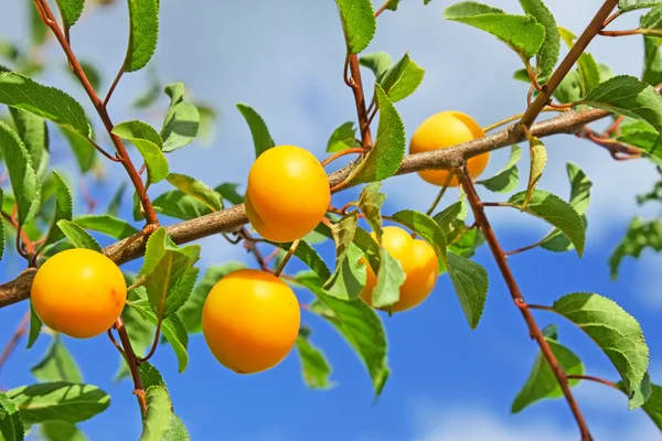 Yellow plum fruits — Stock Photo, Image