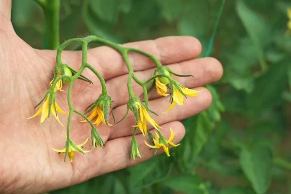 stock image Flowering tomatoes on the hand