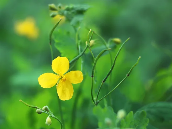 Žlutá celandinová květina — Stock fotografie