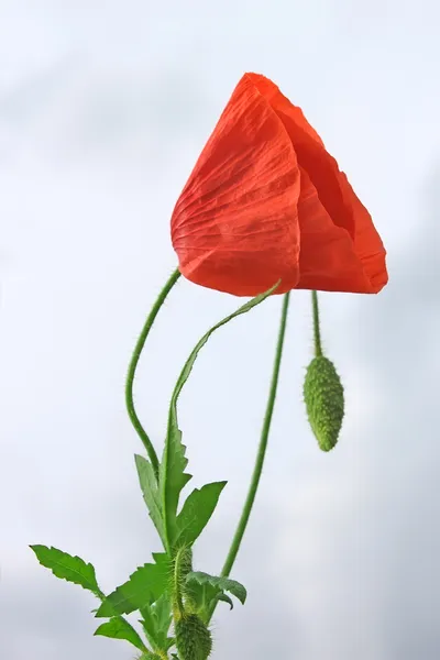 Red poppy against cloudy sky — Stock Photo, Image