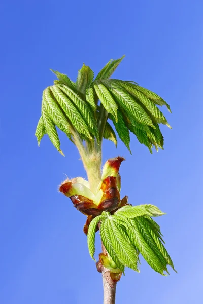 Folhas de castanha que se dissolveram — Fotografia de Stock