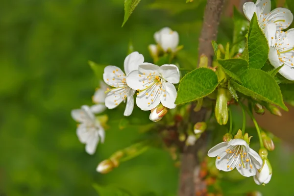 Cherry flowering — Stock Photo, Image