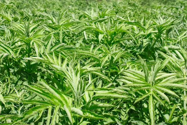Sobrecrecido de bayas herbáceas de un año — Foto de Stock