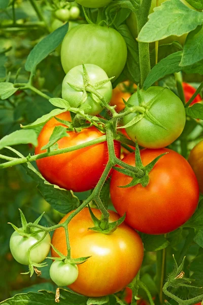 Tomates vermelhos e verdes em estufa — Fotografia de Stock
