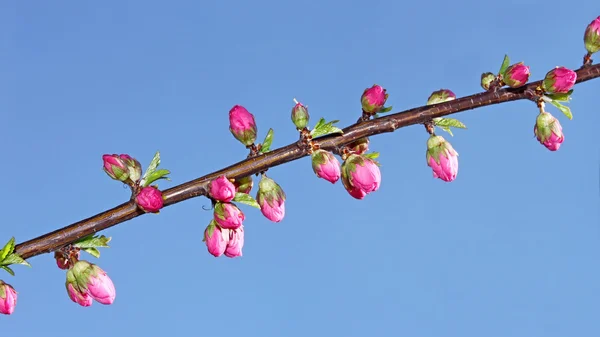 Sakura-Blumen, die sich öffneten — Stockfoto