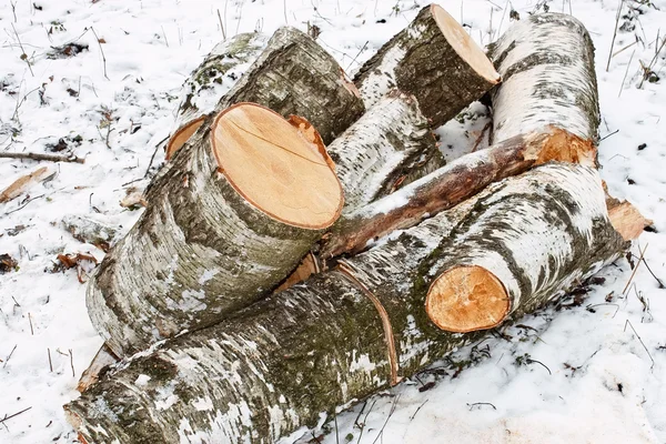 Karda huş ağacı kütükleri — Stok fotoğraf