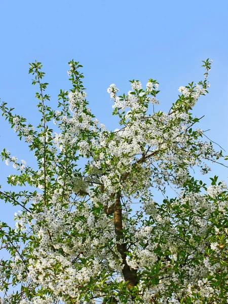 Цветущая вишня — стоковое фото