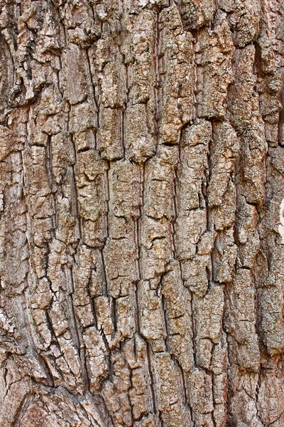 Fragmento da casca velha da árvore — Fotografia de Stock