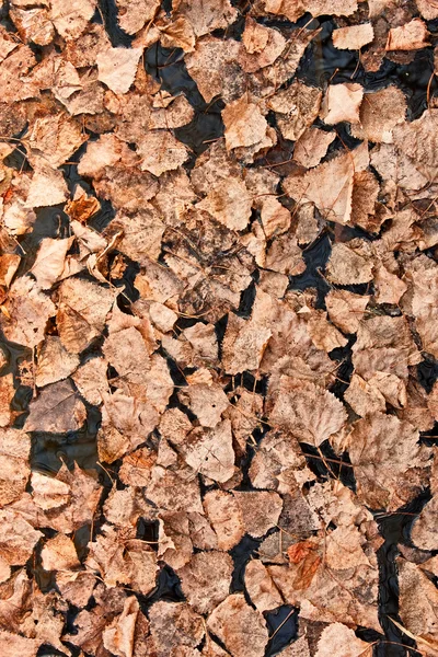 Fallende Blätter auf dem Wasser — Stockfoto