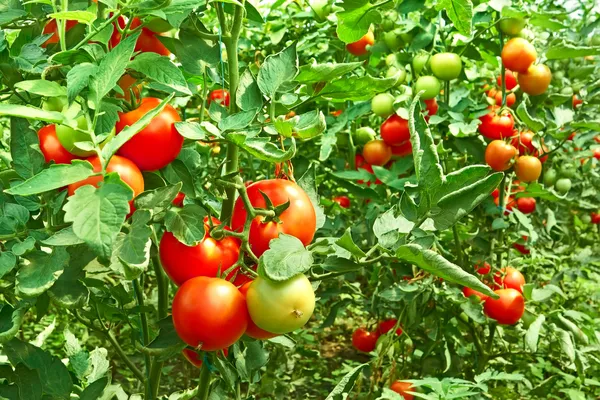 Tomatoes in greenhouse — Stock Photo, Image