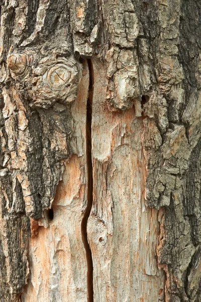 Oak trunk with partly ragged bark — Stock Photo, Image