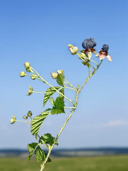 Blackberry berries against blue sky — Stock Photo, Image