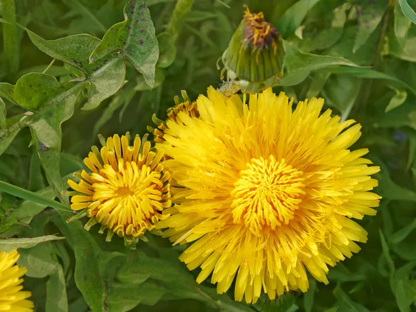 Bahar Karahindiba çiçeği. — Stok fotoğraf