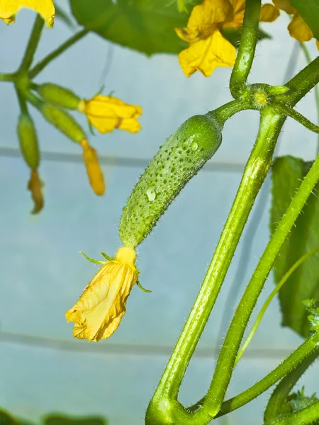 Cucumbers flowering in greenhouse — Stock Photo, Image