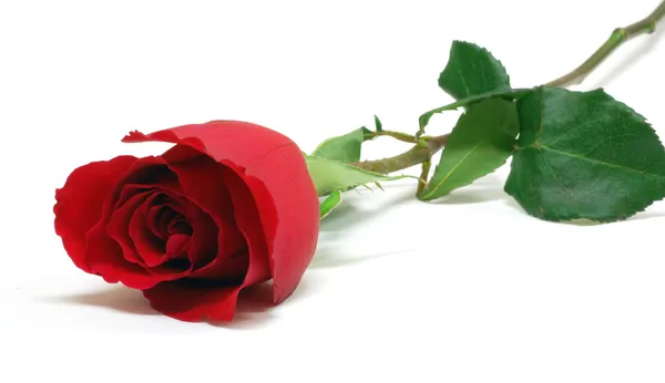 stock image Red rose