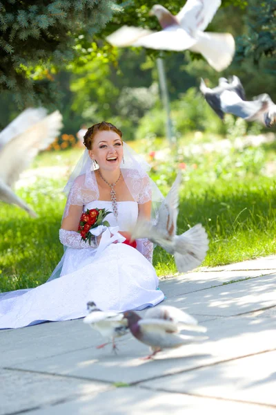 Pomba branca em mãos de noiva bonita — Fotografia de Stock