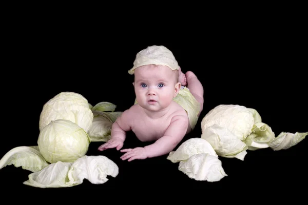 キャベツの赤ちゃん — ストック写真