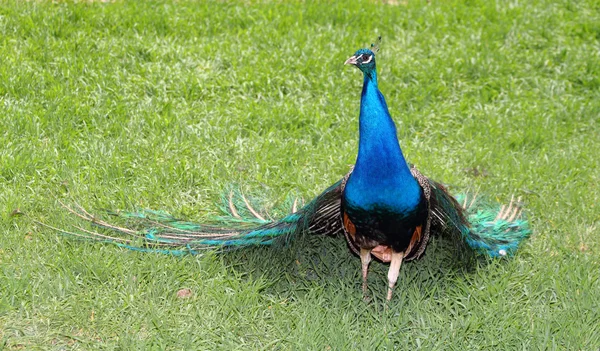 Pavão — Fotografia de Stock