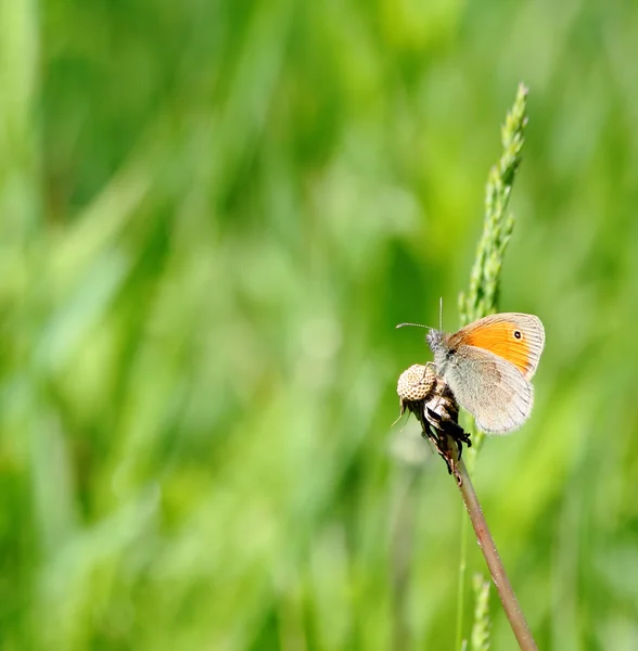 Farfalla piccola brughiera — Foto Stock