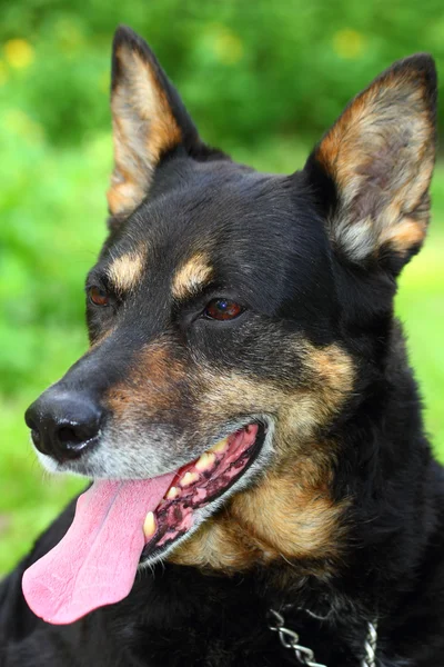 Birka kutya portréja — Stock Fotó