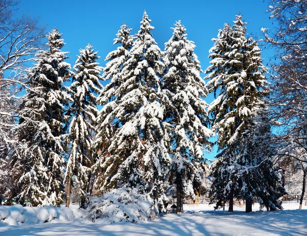 Firtrees covered with snow — Stock Photo, Image