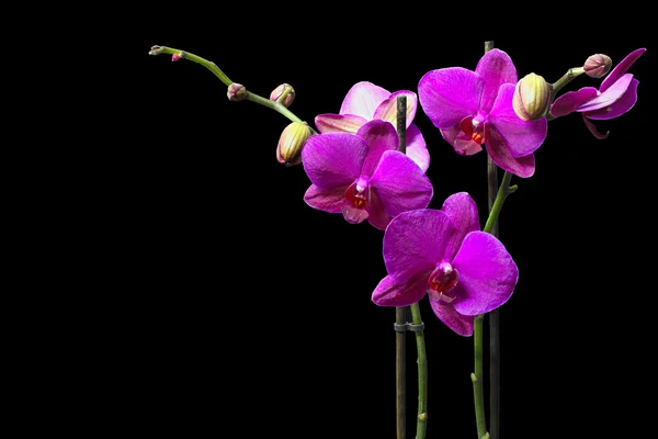 Mor orkide — Stok fotoğraf