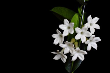 Stephanotis flower clipart