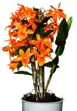 Wild Cymbidium clipart