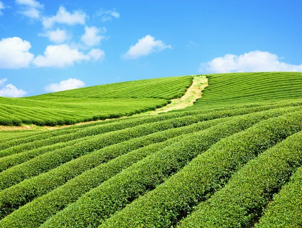 stock image Tea Farm