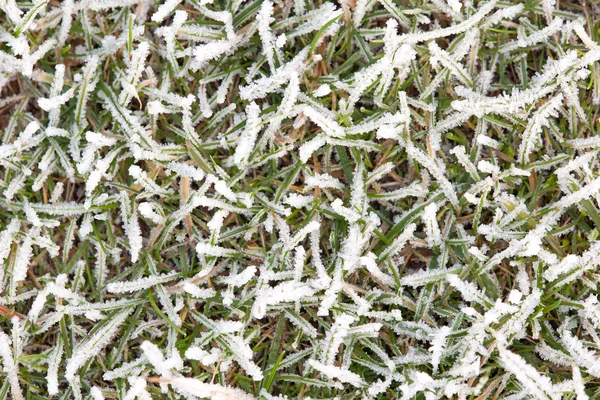 Frostat gräs — Stockfoto