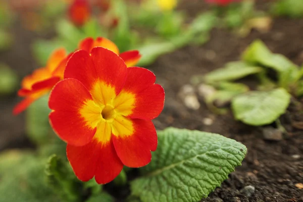 Rode bloem in de tuin — Stockfoto