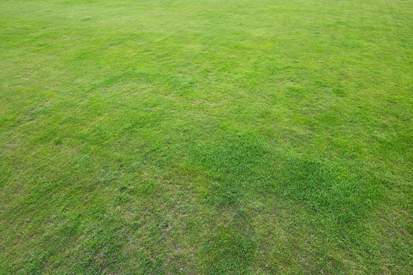 芝生のフィールド — ストック写真