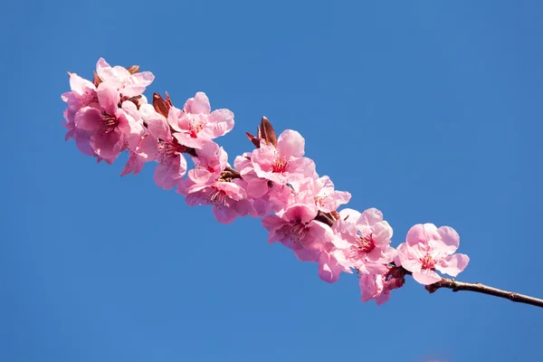 Kirschblüten Stockbild