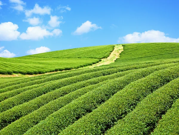 Tea farm Jogdíjmentes Stock Képek