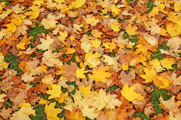 Herbstblatt auf dem Boden lizenzfreie Stockfotos