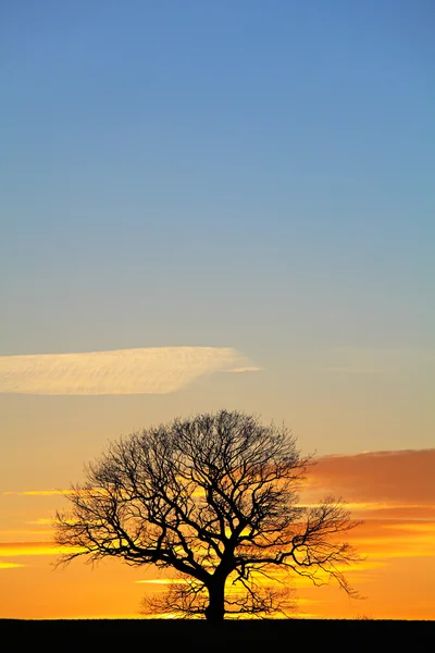 Cielo drammatico al tramonto con silhouette ad albero singolo — Foto Stock