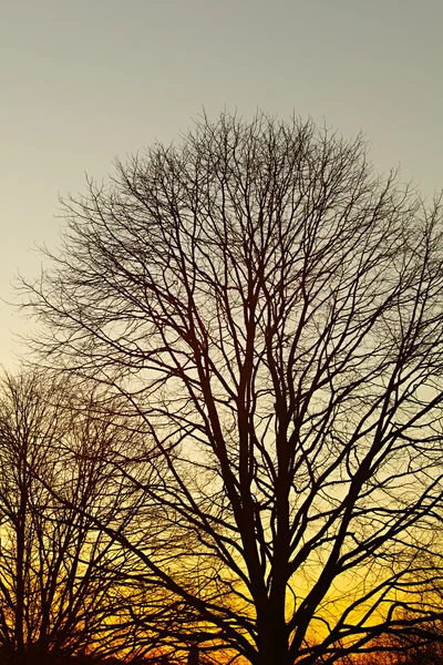 Striscia di rami d'albero silhouette tramonto — Foto Stock