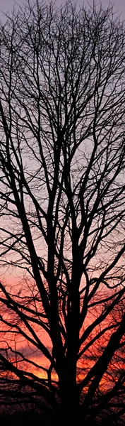 Franja de ramas de árbol silueta puesta del sol — Foto de Stock