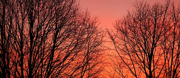 Strip of tree branches silhouette sunset — Stock Photo, Image