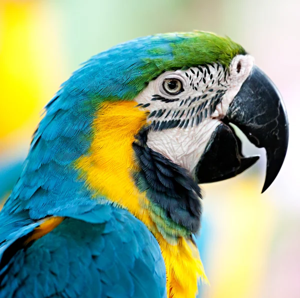 Ara eller papegoja — Stockfoto