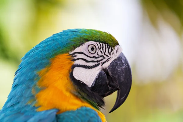Ara of parrot — Stockfoto