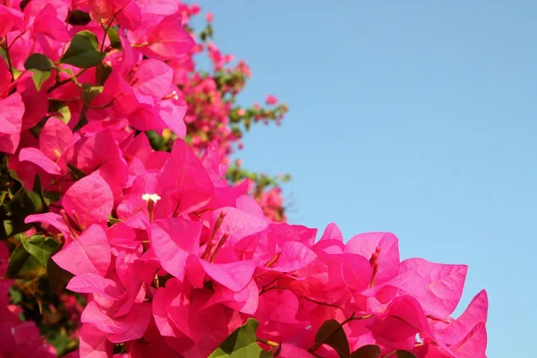 热带粉红花 — 图库照片