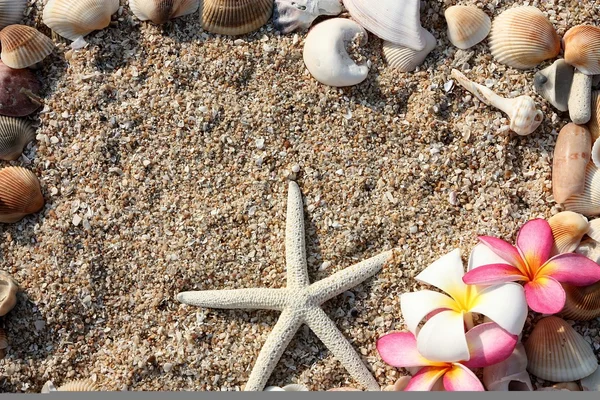 Starfish and leelawadee flower with shell on sand — Stock Photo, Image